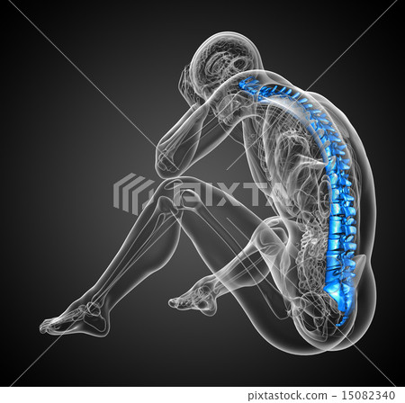 3d render medical illustration of the human spine 15082340