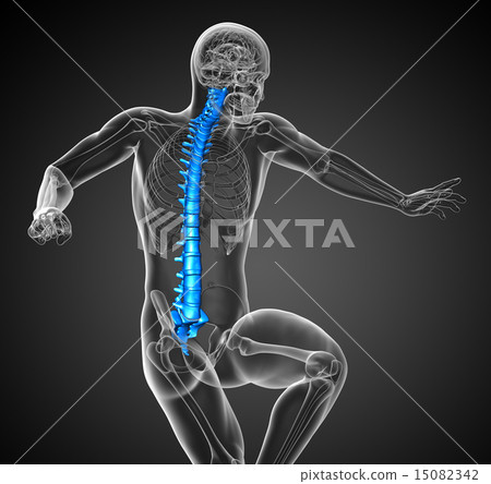 3d render medical illustration of the human spine 15082342