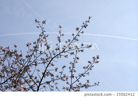 空降和櫻花 空降和櫻花 15082412