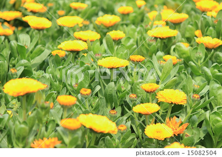 Calendula 15082504