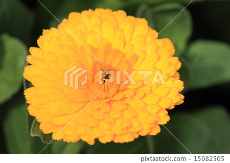 Calendula Calendula 15082505