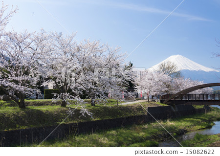 富士和櫻花盛開富士清水秀櫻花節 富士和櫻花盛開富士清水秀櫻花節 15082622