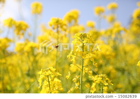 Rape flower and bee Rape flower and bee 15082639