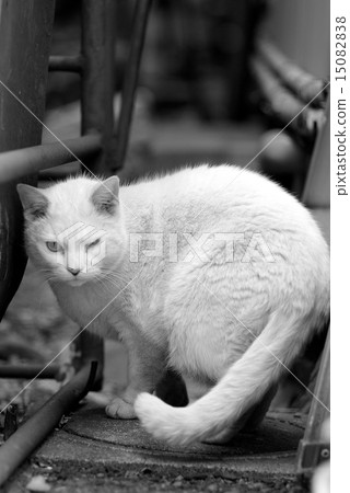 Regional cat 15082838