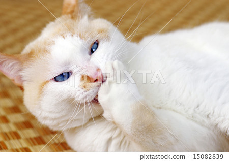 壞喜怒無常的貓 15082839