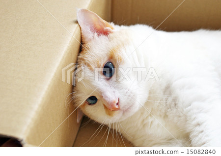 一隻可憐的貓 15082840