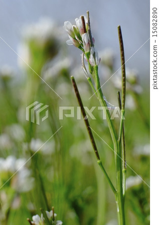 Tanetsukesbana 15082890