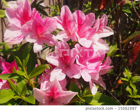 Azalea 15082897