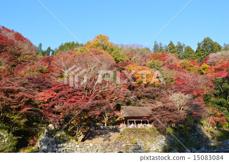 秋天的樹葉 秋天的樹葉 15083084