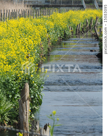 Spring brook 15083095