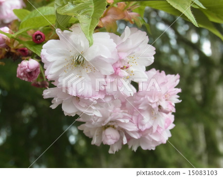 雙櫻花 雙櫻花 15083103