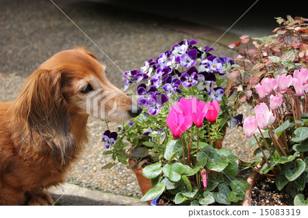 老狗和花 老狗和花 15083319