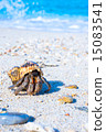 Hermit crab sea creatures walking on white sand beach 15083541