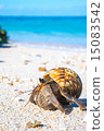 Hermit crab sea creatures walking on the coral sandy beach 15083542