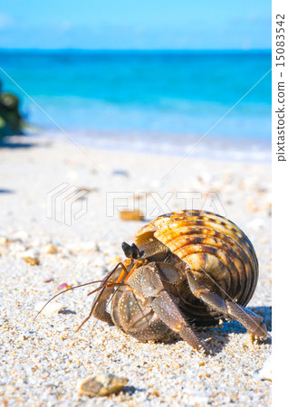 Hermit crab sea creatures walking on the coral sandy beach Hermit crab sea creatures walking on the coral sandy beach 15083542