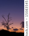 Autumn sunset and one tree vertical orientation 15083545