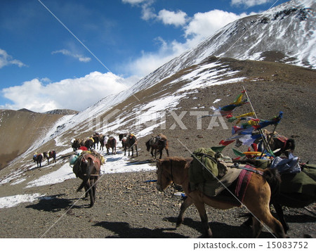 Mountain of Bhutan Mountain of Bhutan 15083752