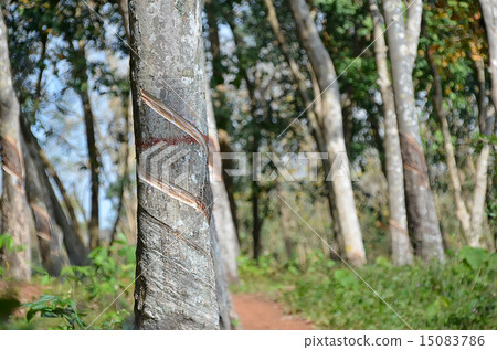 gumtree in tropical forest - natural rubber 15083786