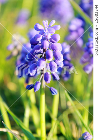 Muscari 15083844