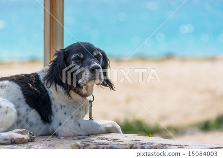 A dog 15084003