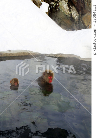 Parent and child of a monkey who enters a hot spring Parent and child of a monkey who enters a hot spring 15084113