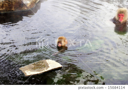 Parent and child of a monkey who enters a hot spring Parent and child of a monkey who enters a hot spring 15084114