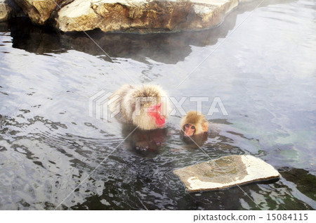 Parent and child of a monkey who enters a hot spring 15084115