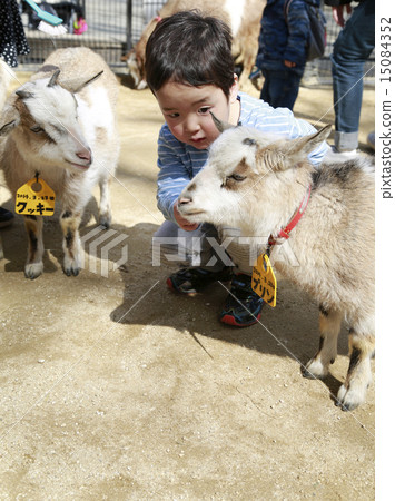 Infants interacting with goats 15084352