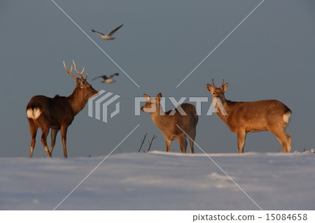 Ezo deer Ezo deer 15084658