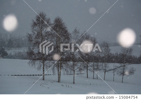 下雪的美瑛 15084754