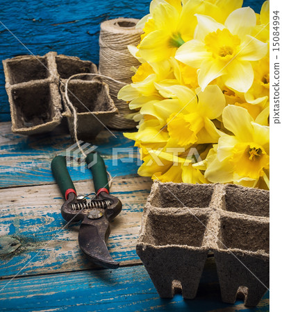 garden tools and cut daffodils 15084994
