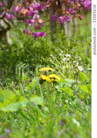 Field and dandelion (Saitama ken Higashi Chichi village) 15085016
