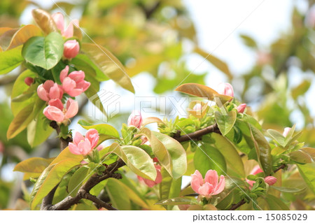 Karin's flower Karin's flower 15085029