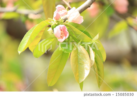 卡琳的花 15085030