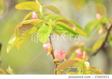 Karin's flower 15085031