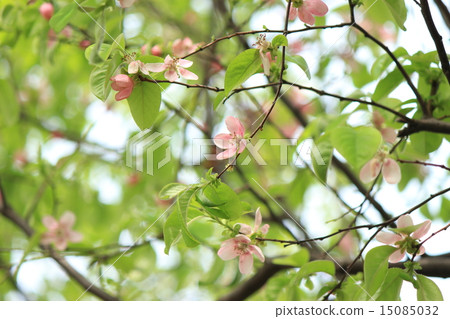 Karin's flower Karin's flower 15085032