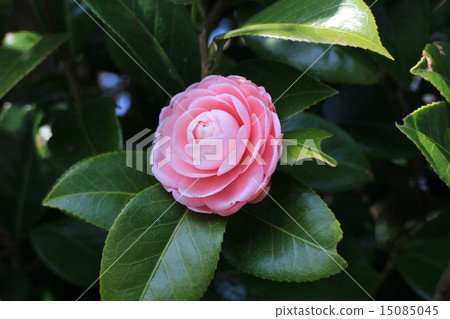 Camellia Otome Camellia 1 Camellia Otome Camellia 1 15085045