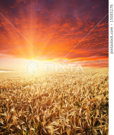 golden field and sunset 15085276
