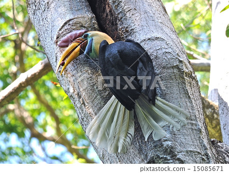 Rare forest bird rare bird Rare forest bird rare bird 15085671