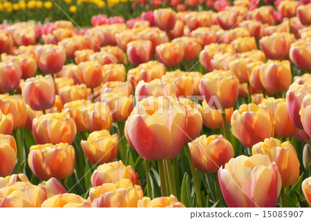 Akashi Kaikyo Park Awaji Hana Expo Tulip field Orange type 15085907