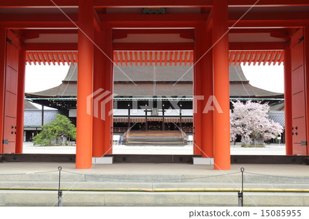 The cherry blossoms of the cry from the Kyoto Imperial Palace in Chengmu and the cherry tree near the right 15085955