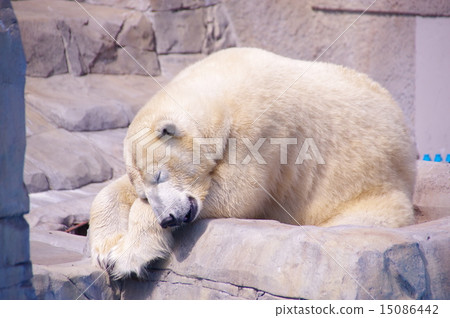 Oh, I feel tired. 15086442