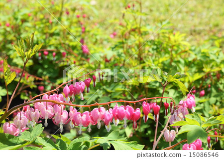 Karatsu city cut pot and green hill sea bream grass Karatsu city cut pot and green hill sea bream grass 15086546