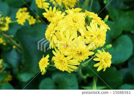 深秋的花朵（冬季的季節詞）·生動的雙花雙筍花·橫向位置 15086561