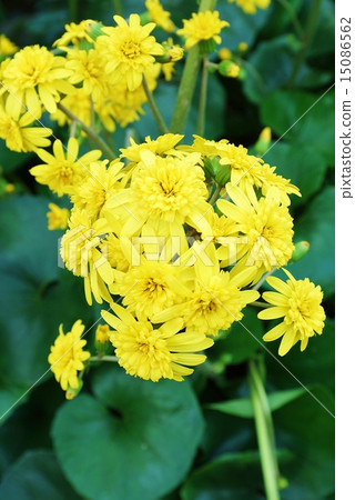 深秋的花朵（冬季的季節詞）·生動的雙花雙樹開花·垂直位置 15086562