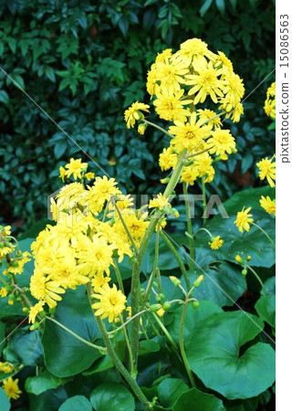 深秋的花朵(冬季的季節詞)·生動的雙花雙樹開花·垂直位置 深秋的花朵(冬季的季節詞)·生動的雙花雙樹開花·垂直位置 15086563