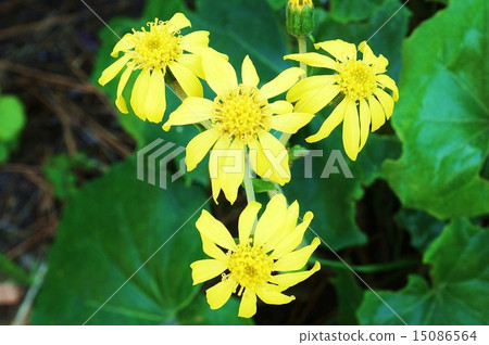 深秋的花朵（冬季的話語）·明亮的葉子和花朵·橫向位置 15086564