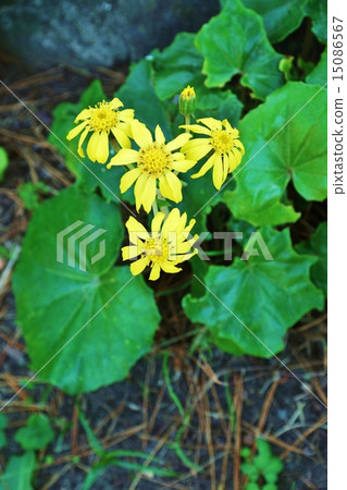 Flower of late autumn (season word of winter) · Flowers of bamboo shoots bloom quietly in the bush · Vertical position 15086567