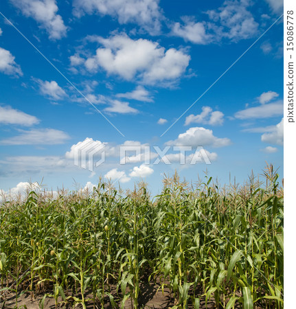 field with corn under blue sky and clouds field with corn under blue sky and clouds 15086778