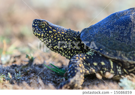 European bog turtle (emys orbicularis) 15086859